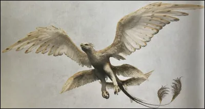 D'où est originaire l'Oiseau-tonnerre ?