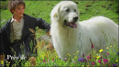 Quelle est la race du chien du film "Belle et Sébastien" ?