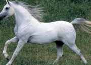 Quiz Le cheval arabe