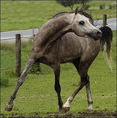 Ce cheval a une robe pommele ?