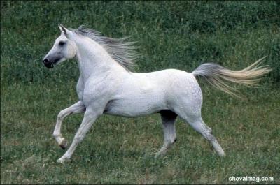 Quelle est la particularit du cheval arabe ?