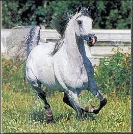 Le cheval arabe et un cheval de trait.