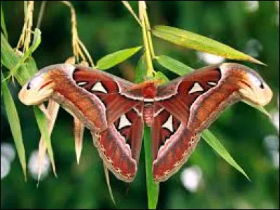 Animaux : Sur quel continent vit le papillon atlas qui est, avec une envergure pouvant atteindre 30 centimètres, l'un des plus grands papillons du monde ?