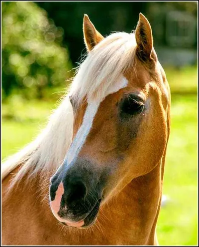 Lequel de ces chevaux est connu pour sa capacité à courir de longues distances ?