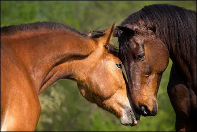 Quel équipement est utilisé pour contrôler la direction et le rythme du cheval ?