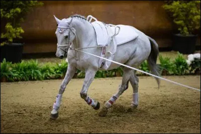 Quel est le terme utilisé pour décrire l'art de faire évoluer un cheval dans le respect de sa biologie et de ses capacités physiques ?