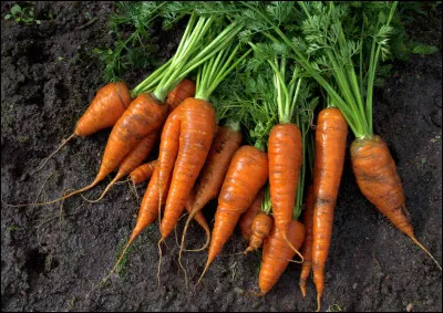 Quelles personnes sont g&eacute;n&eacute;ralement surnomm&eacute;es "carotte" dans leur enfance ?