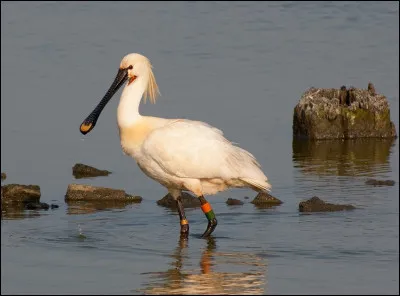 Cet oiseau est une spatule.