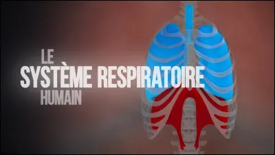 Les gaz passent de l'air au sang au niveau des alvéoles pulmonaires. 
Quels sont les trois facteurs qui facilitent ce passage ?