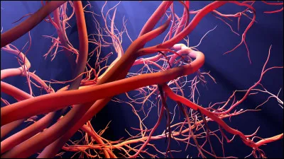 Les vaisseaux sanguins qui partent du cur s'appellent les...