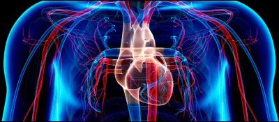 Le sang circule à double sens dans les vaisseaux sanguins.
