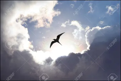 Quel oiseau est capable de voler à reculons ?