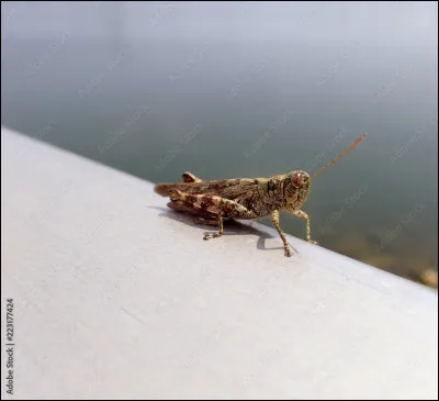 Vrai ou faux ? La sauterelle est un insecte qui saute.
