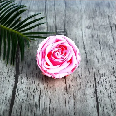 Quelles pâtes alimentaires farcies à la viande, qui possèdent une confrérie savante à Bologne, auraient été inspirées par un bouton de rose ?