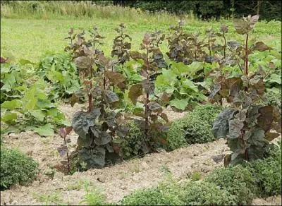 Derrire deux de ces noms se cachent des varits d'pinard. Trouvez l'intrus.