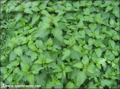 L'ortie sauvage une fois trempe dans l'eau bouillante perd toute ' agressivit ' et se prpare soit en potage, soit en pure.