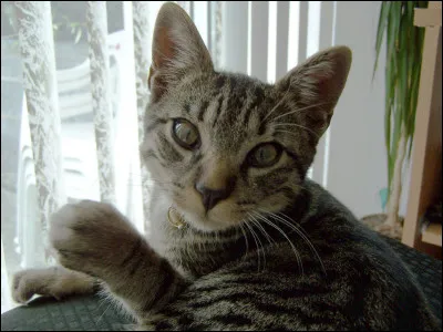 Combien d'os ont les chats ?