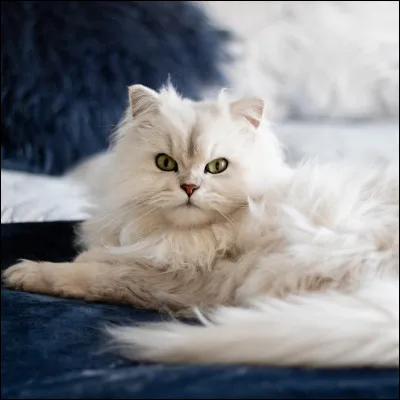 Au bout de combien de temps les chatons ouvrent-ils leurs yeux ?