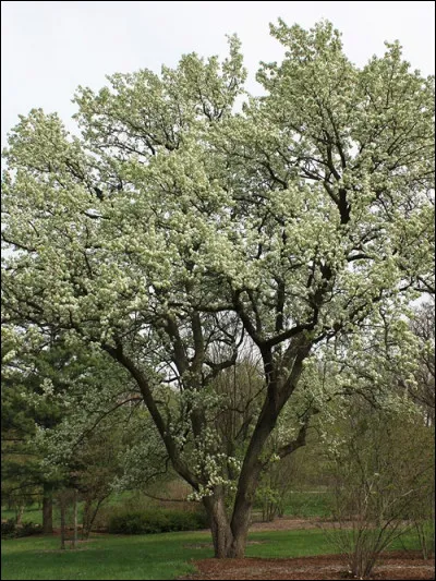 De retour chez toi, tu décides de compter les poires, le poirier a deux branches, chacune avec 10 fruits dessus : Combien y a-t-il de pommes ?