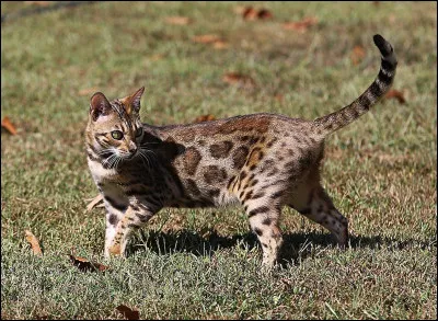 De jour en jour, tu vois que Patte de Suie s'approche de toi ; le jour de l'assemblée il s'assoit même à côté de toi ! Que penses-tu ?