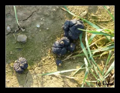 Vos &ecirc;tes en for&ecirc;t et vous d&eacute;couvrez des petits tas d&eacute;pos&eacute;s par une compagnie de sangliers. M&eacute;fiez-vous, si l'animal pr&eacute;f&egrave;re la fuite, il se peut qu'une laie, suit&eacute;e, craigne pour ses marcassins et charge. Comment nommerez-vous les petits tas d&eacute;pos&eacute;s ?