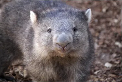 Ce petit marsupial a la particularit&eacute; de cr&eacute;er des crottes cubiques qu'il d&eacute;pose en limite de son territoire pour signaler &agrave; ses cong&eacute;n&egrave;res qu'ils entrent chez lui. Qui est ce petit malin ?