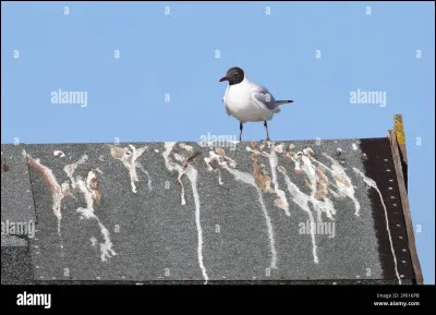 &Agrave; la plage ou dans un port, bien s&ucirc;r que ces oiseaux de mer ne visent pas mais n'avez-vous jamais re&ccedil;u sur les cheveux de ce produit compos&eacute; d'urine et de mati&egrave;res non dig&eacute;r&eacute;es ? Comment s'appelle-t-il ?