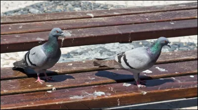 Cette mati&egrave;re d&eacute;laiss&eacute;e par un pigeon a un nom plus sympathique, quel est-il ?