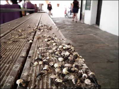 Un couple de rouge-queue &eacute;tait venu faire son nid juste au dessus de mon &eacute;tabli et pourtant que n'ai-je jamais trouv&eacute; dessus ?