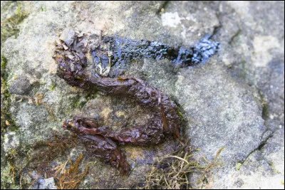 Regardez la photo, une loutre est pass&eacute;e par l&agrave;, qu'a-t-elle laiss&eacute; ?