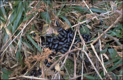 Un cerf est pass&eacute; par l&agrave;, comment s'appellent ses d&eacute;jections ?