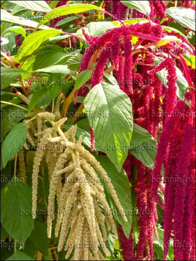Qui a dit : "un bon mot vaut mieux qu'un mauvais livre" ?