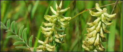 Quel nom porte le ciseau à l'usage des tourneurs ?