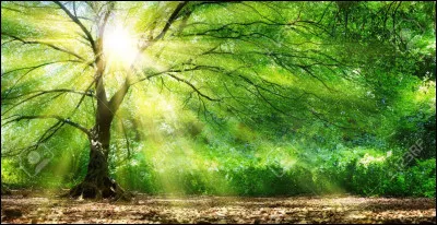 Sur Quizz.biz, comment fait-on le smiley "soleil" ?