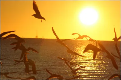 Qui est l'auteur de cette citation ? - "Gardez toujours votre visage tourné vers le soleil et les ombres tomberont derrière vous."