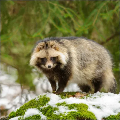 Quel est cet animal ?