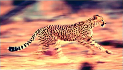 Si je vous dis "rapidité", vous me dites...