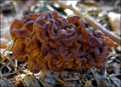 Quel est le nom de ce champignon dont la consommation serait lié à de nombreux cas de SLA (maladie de Charcot) ?