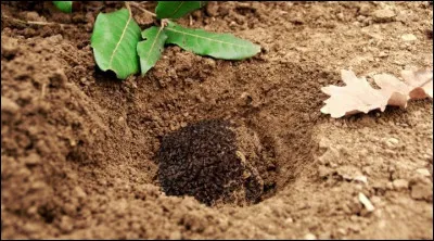 Quel animal utilise-t-on pour trouver des truffes dans le sol grâce à son odorat ?