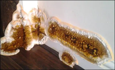 Sous quel autre nom connait-on mieux le champignon des maisons ?