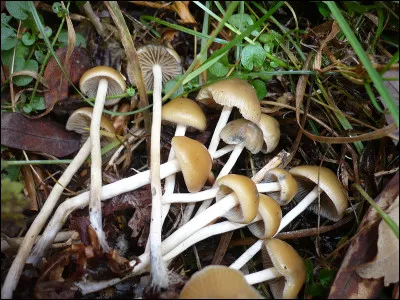 Quel est le nom de ces champignons hallucinogènes ?
