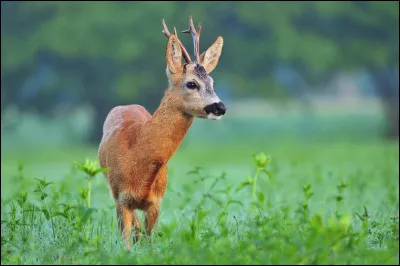 Quel est cet animal ?