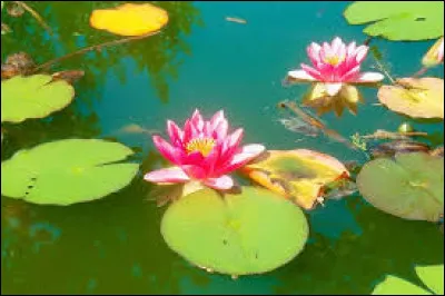 L'orthographe n&eacute;nuphar et n&eacute;nufar sont toutes les deux accept&eacute;es.