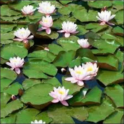 Il en a peint énormement !