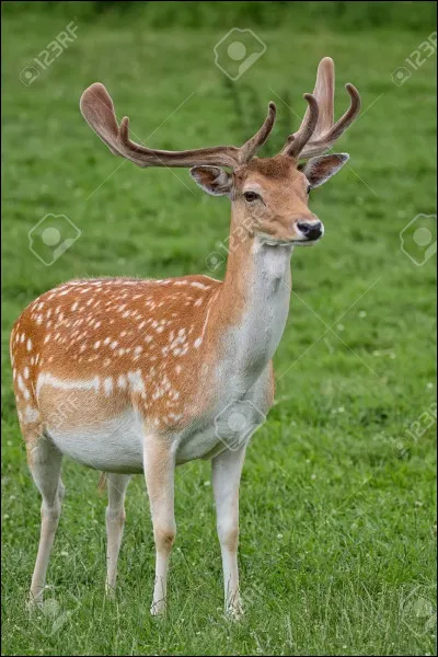 Quel est cet animal ?