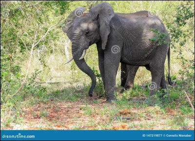 Combien de temps dure la période de gestation d'un éléphant ?