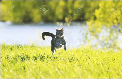 Quel est le clan de Pluie de Pétales ?