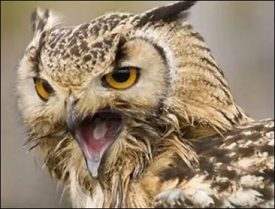 À quoi ressemble ton familier ?