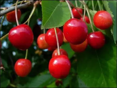 Quelle est la capitale de la cerise située dans le département de la Haute-Saône ?