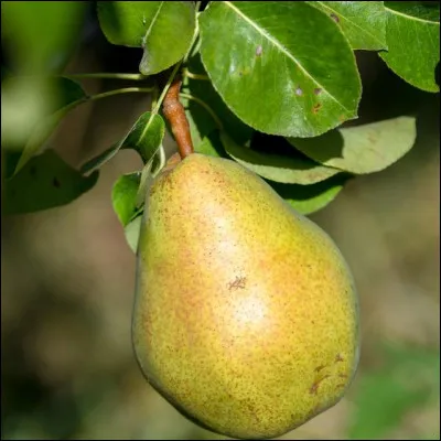 Quelle est la capitale de la poire située dans le département de la Savoie ?